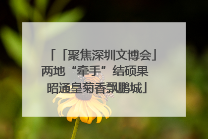 「聚焦深圳文博会」两地“牵手”结硕果 昭通皇菊香飘鹏城