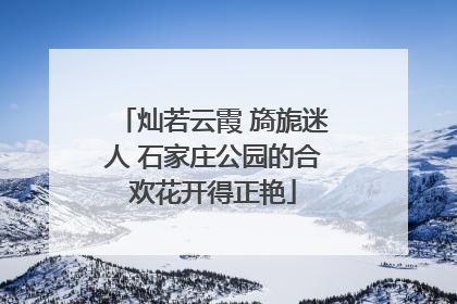 灿若云霞 旖旎迷人 石家庄公园的合欢花开得正艳