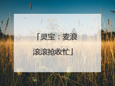 灵宝：麦浪滚滚抢收忙