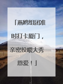燕鸥组团准时打卡厦门，亲密投喂大秀恩爱！