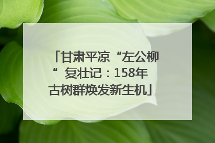 甘肃平凉“左公柳”复壮记：158年古树群焕发新生机