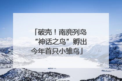 破壳！南麂列岛“神话之鸟”孵出今年首只小雏鸟