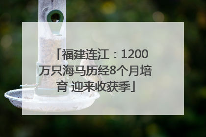 福建连江：1200万只海马历经8个月培育 迎来收获季