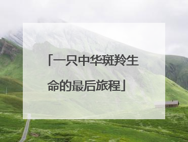 一只中华斑羚生命的最后旅程
