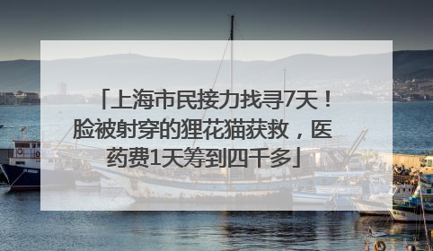 上海市民接力找寻7天！脸被射穿的狸花猫获救，医药费1天筹到四千多