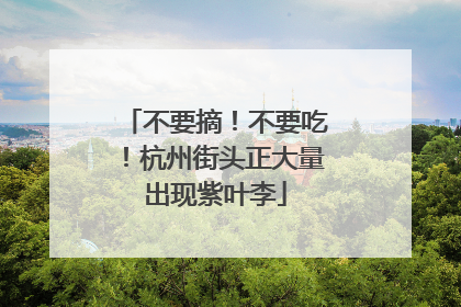 不要摘！不要吃！杭州街头正大量出现紫叶李