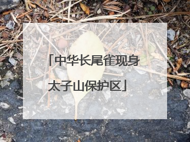 中华长尾雀现身太子山保护区