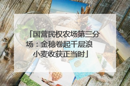 国营民权农场第三分场：金穗卷起千层浪 小麦收获正当时