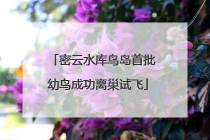 密云水库鸟岛首批幼鸟成功离巢试飞