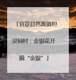 宜章县笆篱镇坦灵祠村：金银花开摘“金银”