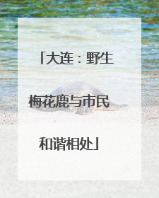 大连：野生梅花鹿与市民和谐相处