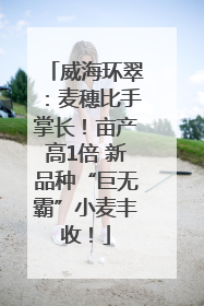 威海环翠：麦穗比手掌长！亩产高1倍 新品种“巨无霸”小麦丰收！