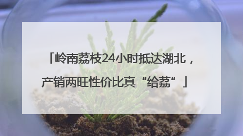 岭南荔枝24小时抵达湖北，产销两旺性价比真“给荔”