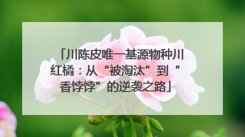 川陈皮唯一基源物种川红橘：从“被淘汰”到“香饽饽”的逆袭之路