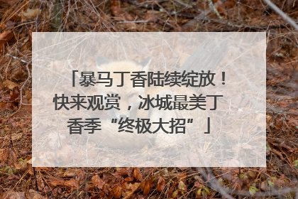 暴马丁香陆续绽放！快来观赏，冰城最美丁香季“终极大招”