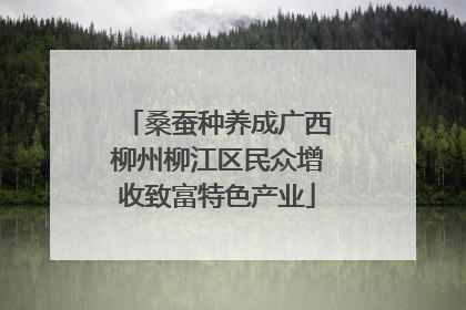 桑蚕种养成广西柳州柳江区民众增收致富特色产业