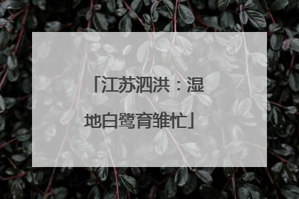 江苏泗洪：湿地白鹭育雏忙