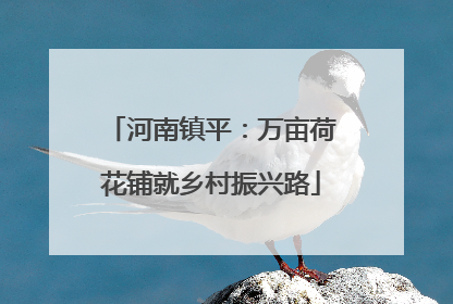 河南镇平：万亩荷花铺就乡村振兴路