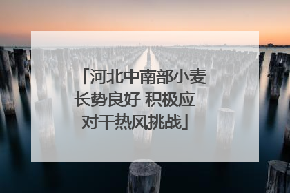 河北中南部小麦长势良好 积极应对干热风挑战