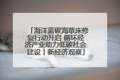 海洋蓝碳海草床修复行动开启 循环经济产业助力低碳社会建设丨新经济观察