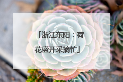 浙江东阳：荷花盛开采摘忙