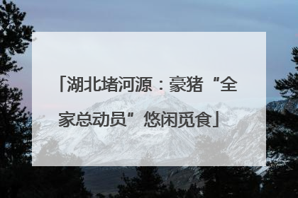湖北堵河源：豪猪“全家总动员”悠闲觅食