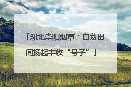 湖北崇阳烟草：白芨田间扬起丰收“号子”