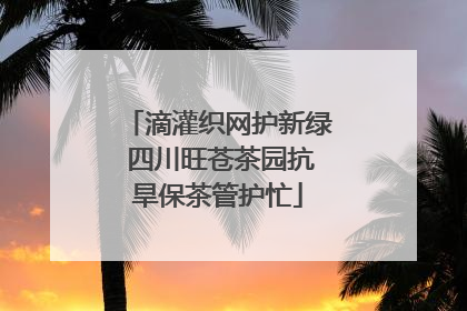 滴灌织网护新绿 四川旺苍茶园抗旱保茶管护忙