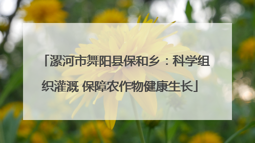 漯河市舞阳县保和乡：科学组织灌溉 保障农作物健康生长