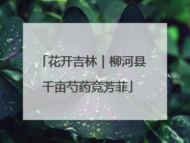 花开吉林｜柳河县千亩芍药竞芳菲