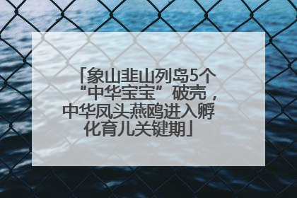 象山韭山列岛5个“中华宝宝”破壳，中华凤头燕鸥进入孵化育儿关键期