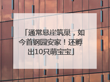 通常悬崖筑巢，如今首钢园安家！还孵出10只萌宝宝