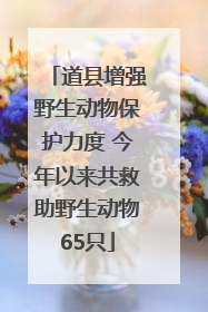 道县增强野生动物保护力度 今年以来共救助野生动物65只