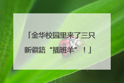 金华校园里来了三只新疆籍“插班羊”！