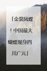 金裳凤蝶！中国最大蝴蝶现身四川广元