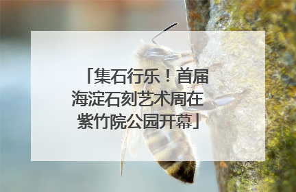 集石行乐！首届海淀石刻艺术周在紫竹院公园开幕
