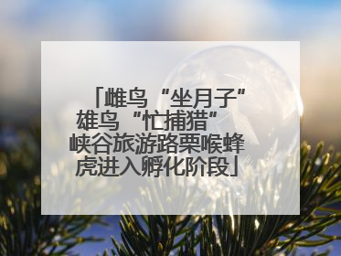 雌鸟“坐月子”雄鸟“忙捕猎” 峡谷旅游路栗喉蜂虎进入孵化阶段