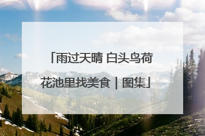 雨过天晴 白头鸟荷花池里找美食｜图集
