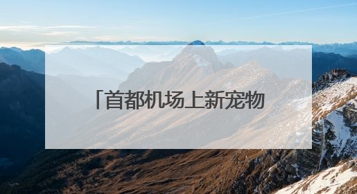 首都机场上新宠物出行服务，从家门一站抵达目的地